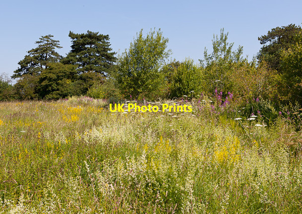 Photo 6"x4" Wild Flowers on Magdalen Hill Down No Man's Land\/SU5029 c2011