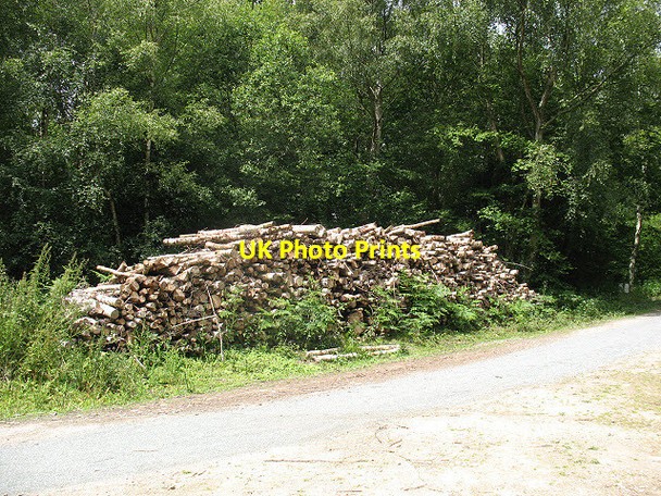 Photo 6"x4" Logpile in Birchden Wood Birchden c2011