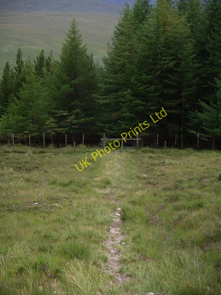 Photo 6"x4" Forest barrier Achnasheen\/Achadh na Sine c2005