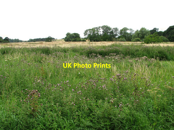 Photo 6"x4" View towards Hoo Plantation from Blaxhall Hall Crossing, Little Glemham Little Glemham c2011