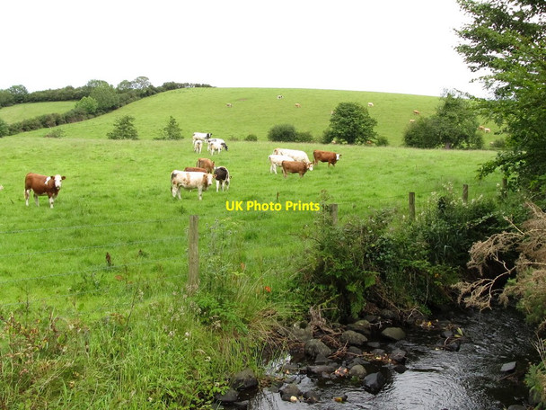 Photo 6"x4" Cattle grazing in a field by the Blackstaff River Annadorn c2011