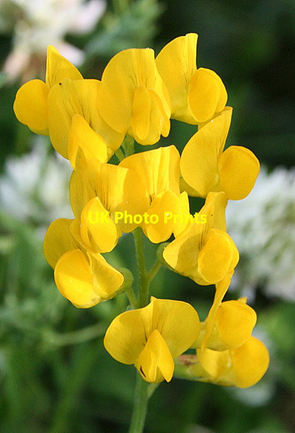 Photo 6"x4" Meadow Vetchling (Lathyrus pratensis) Whitemire\/NH9754 c2011