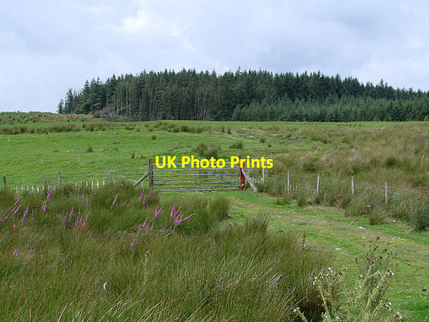 Photo 6"x4" At the edge of access land on Pen y Banc Tynyrwtra\/SN8885 c2011