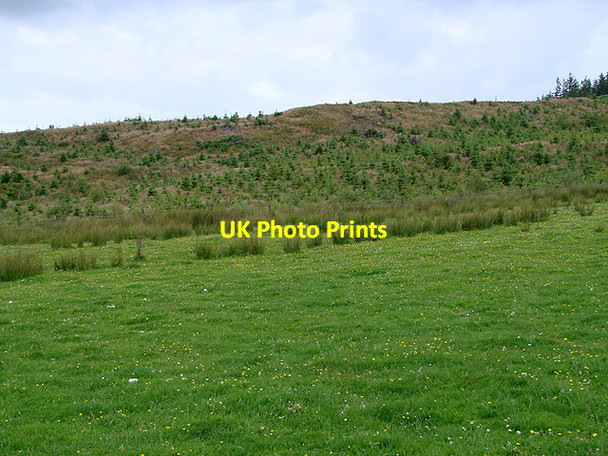 Photo 6"x4" New forestry growth on Mynydd y Groes Tynyrwtra\/SN8885 c2011