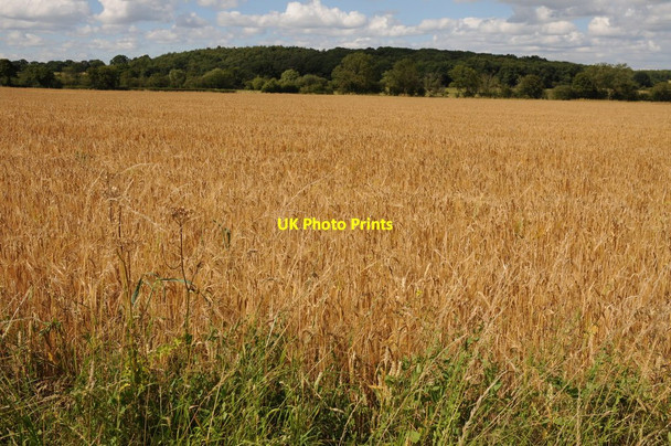 Photo 6"x4" Barley field near Himbleton Phepson c2011