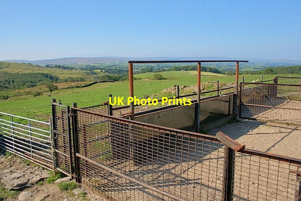 Photo 6"x4" Sheeppens, Oddies Lane Ingleton\/SD6973 c2011