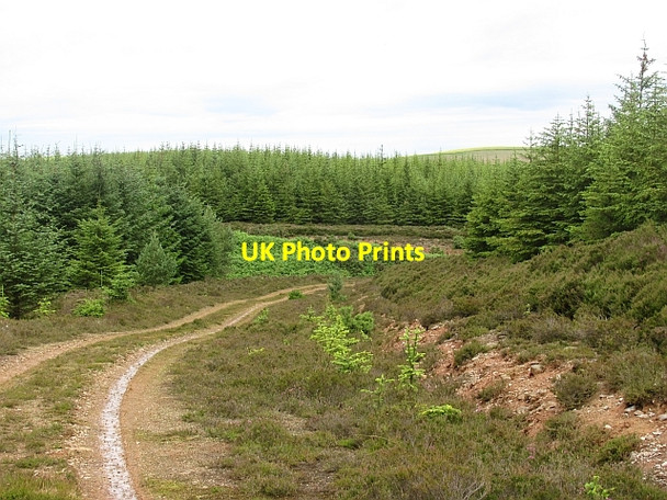 Photo 6"x4" Forest road, Penmanshiel Moor Grantshouse c2011