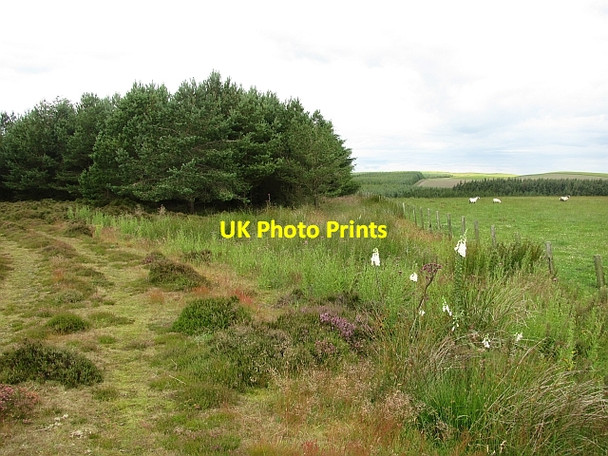 Photo 6"x4" Forest edge, Endless Hill Grantshouse c2011