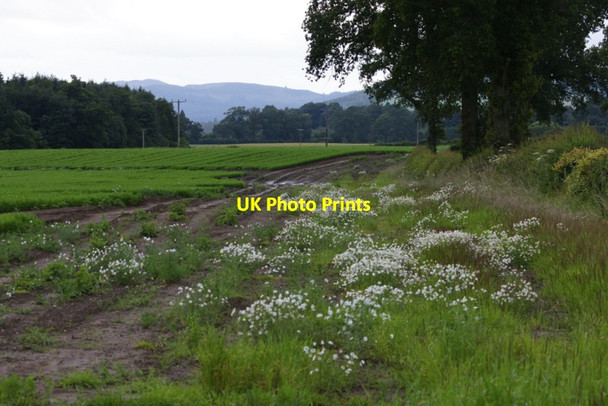 Photo 6"x4" Edge of a carrot field near Lethendy Kirkton of Lethendy c2011