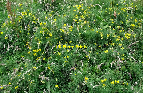 Photo 6"x4" Meadow Vetchling Biddulph c2011