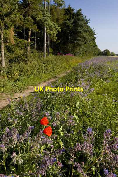 Photo 6"x4" Footpath towards Wauldby Manor Farm Brantingham c2011
