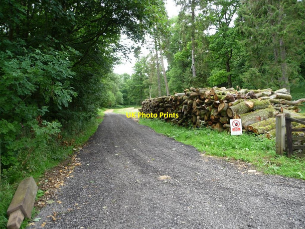 Photo 6"x4" Log pile along woodland track Yanworth c2011