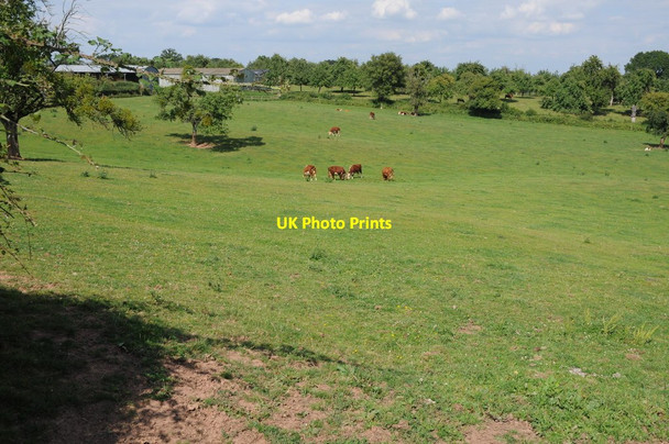 Photo 6"x4" Cattle grazing near Awnells Lyne Down c2011