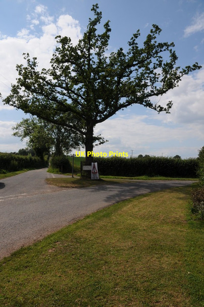 Photo 6"x4" Oak tree on a road junction Much Marcle c2011