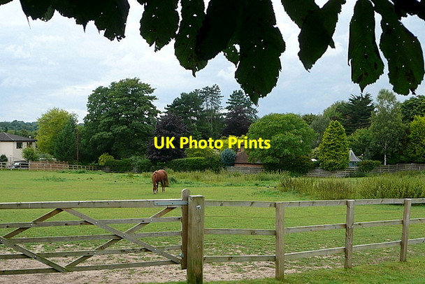 Photo 6"x4" Horse chestnut and chestnut horse Marlow\/SU8586 c2011