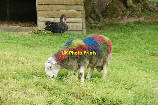 Photo 6"x4" Tartan tup, Auchingarrich Cowden\/NN7720 c2011