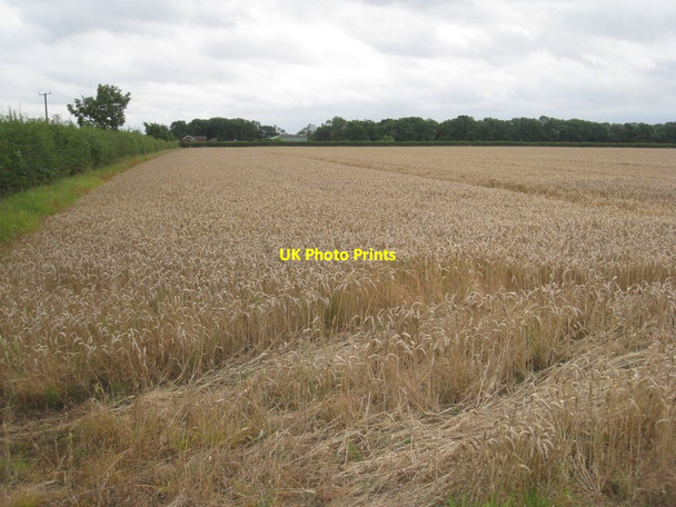 Photo 6"x4" Wheatfield near Red House Farm East Halton c2011