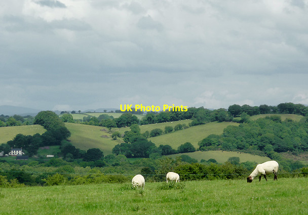 Photo 6"x4" Grazing east of Llwyn-y-Groes, Ceredigion Llwyn-y-groes\/SN5956 c2011 P1