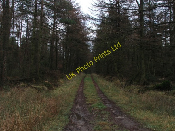 Photo 6"x4" Forest Track. Stape c2006