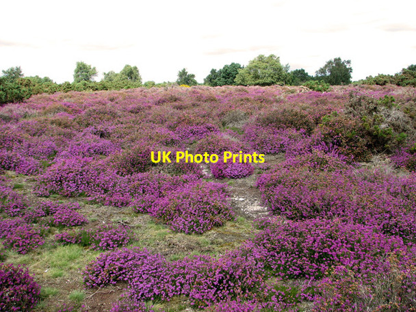Photo 6"x4" Bell heather (Erica cinerea), Westleton Heath Westleton c2011