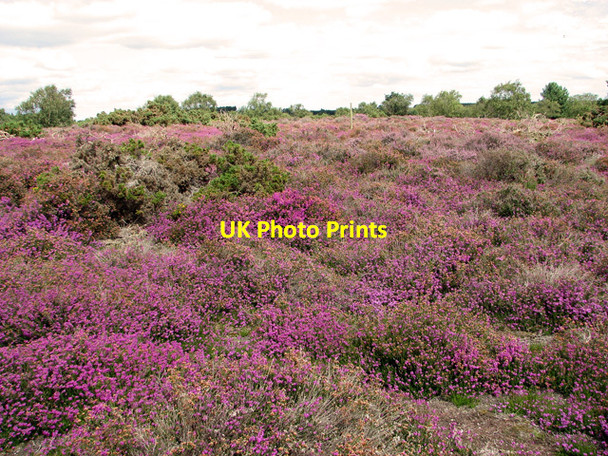 Photo 6"x4" Westleton Heath Nature Reserve Westleton c2011