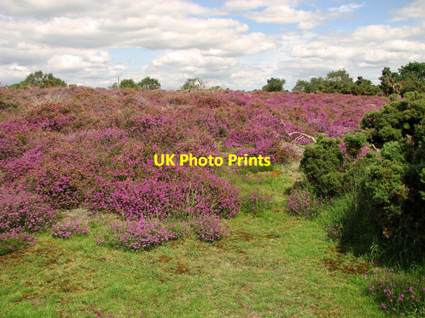 Photo 6"x4" Purple heather, Westleton Heath Westleton c2011