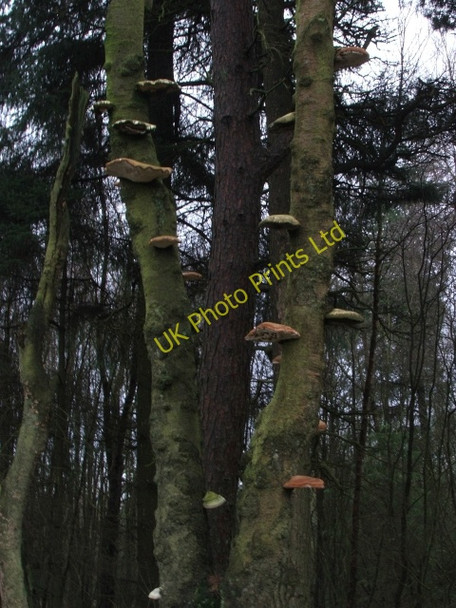 Photo 6"x4" Fungi on Tree in Cropton Forest. Stape c2006