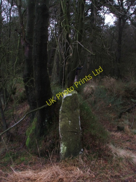 Photo 6"x4" Standing Stone in Cropton Forest. Stape c2006