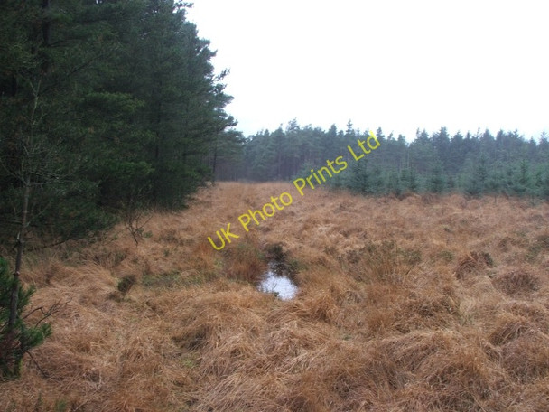 Photo 6"x4" Clearing in Cropton Forest. Stape c2006