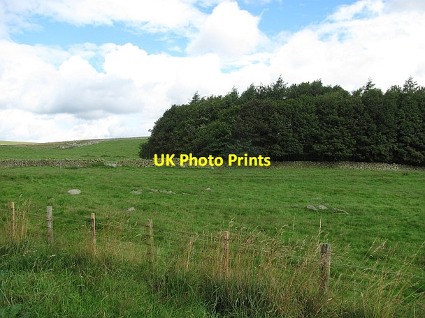 Photo 6"x4" Woodland, Blythe Blythe c2011