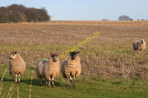 Photo 6"x4" Crop Grazing Kemerton c2006