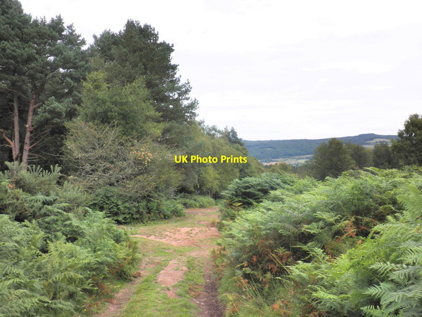 Photo 6"x4" Track to Luccombe Hill Luccombe\/SS9144 c2011