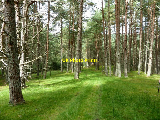 Photo 6"x4" Woodland track, Strathcarron Wester Gruinards c2011
