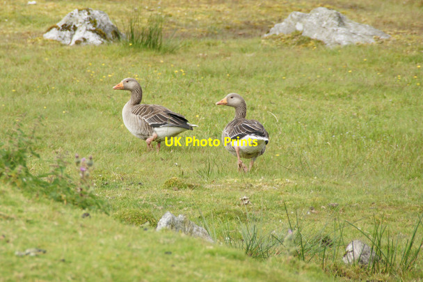 Photo 6"x4" Greylag Geese (Anser anser), Scaladale \u00c0ird a' Mhulaidh c2011