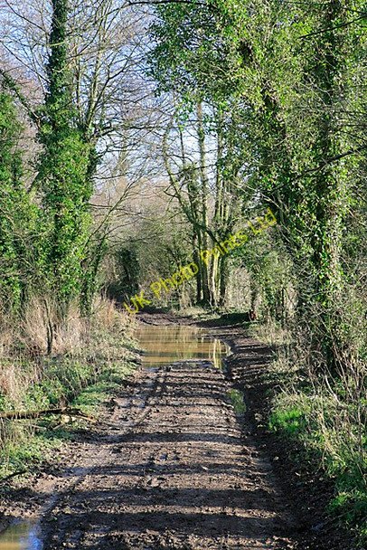 Photo 6"x4" The Ox Drove south of Brown Candover Brown Candover c2007