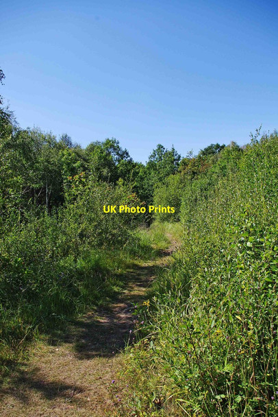 Photo 6"x4" A path in Trench Wood, near Sale Green Saleway c2011