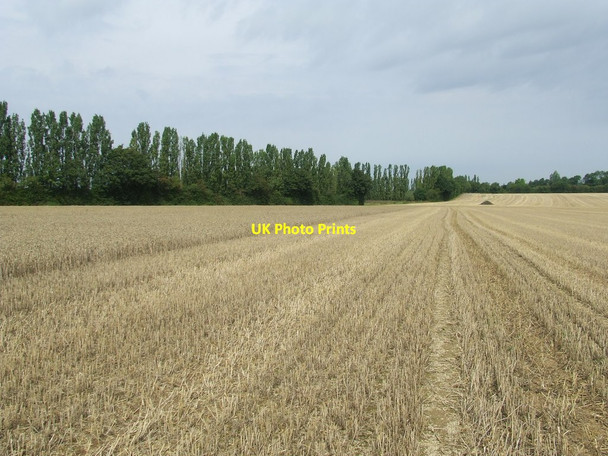 Photo 6"x4" Wheat Field Battisford Tye c2011