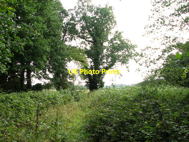 Photo 6"x4" On the southern edge of Stonyhole Plantation, Ringland Easton\/TG1310 c2011