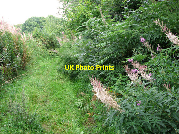 Photo 6"x4" Willowherb growing alongside Sandy Lane, Ringland Hills Easton\/TG1310 c2011