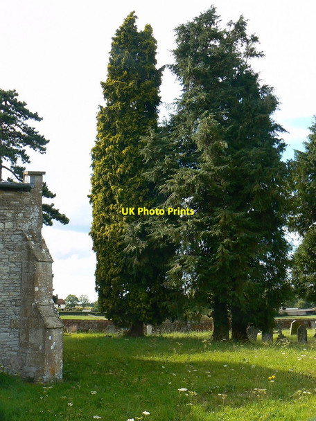 Photo 6"x4" Trees in the north churchyard, St Mary\u00e2\u0080\u0099s Church, Childrey Childrey c2011
