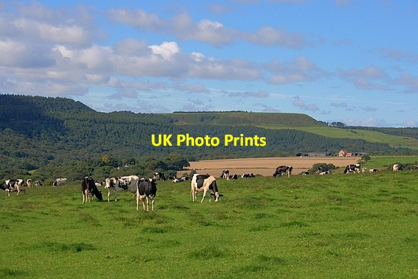 Photo 6"x4" Field at Moor Cottage Farm Harwood Dale c2011