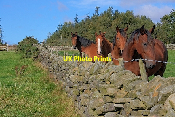 Photo 6"x4" Wall, near Moor Cottage Farm Harwood Dale c2011