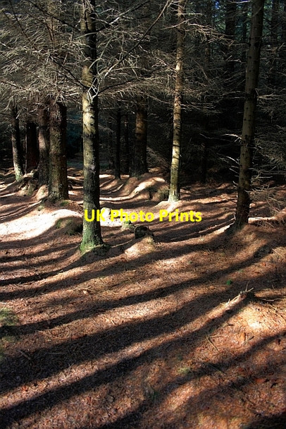 Photo 6"x4" Public Footpath, Harwood Dale Forest Harwood Dale c2011