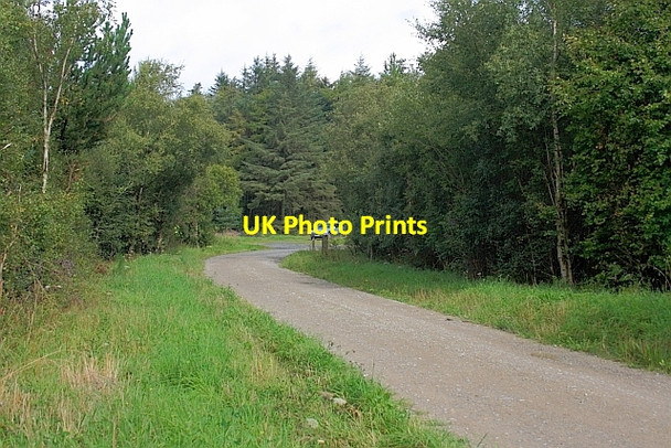 Photo 6"x4" Forest Track, Harwood Dale Forest Harwood Dale c2011