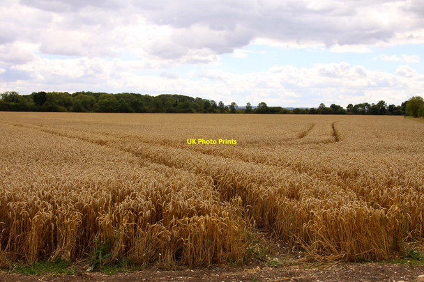 Photo 6"x4" Wheatfield near Drayton Drayton\/SU4794 c2011