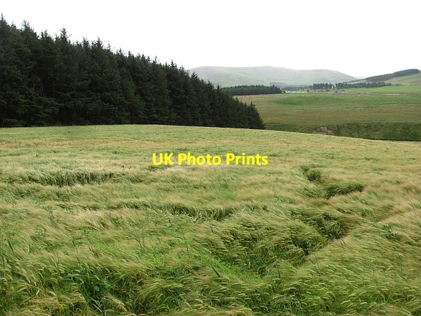 Photo 6"x4" Barley, Maidencots Roberton\/NS9428 c2011