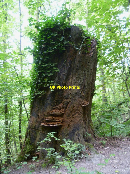 Photo 6"x4" Stump with fungus in Chalkpit Wood Washington\/TQ1212 c2011