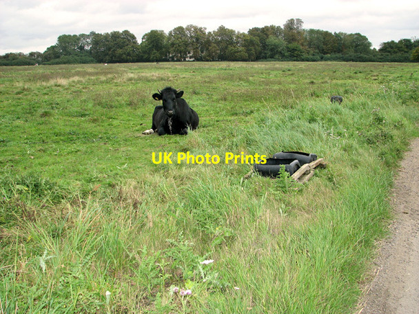 Photo 6"x4" Tethered bullock on Wingfield Green Wingfield Green c2011