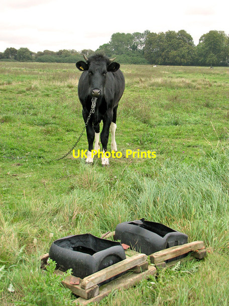 Photo 6"x4" Cattle on Wingfield Green Wingfield Green c2011