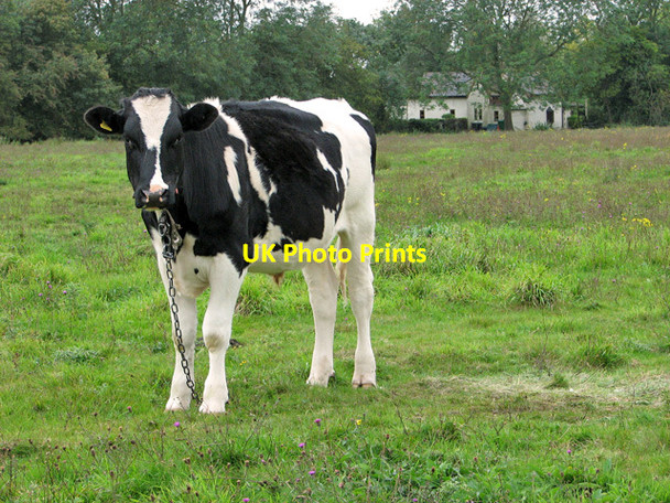 Photo 6"x4" Cattle on Wingfield Green Bleach Green\/TM2377 c2011